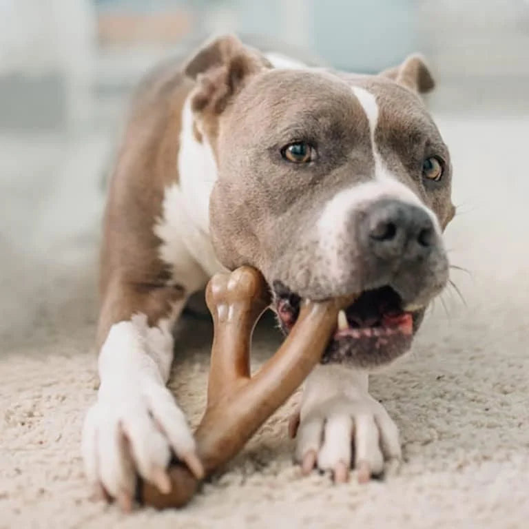 Benebone Large 4-Pack Dog Chew Toys for Aggressive Chewers