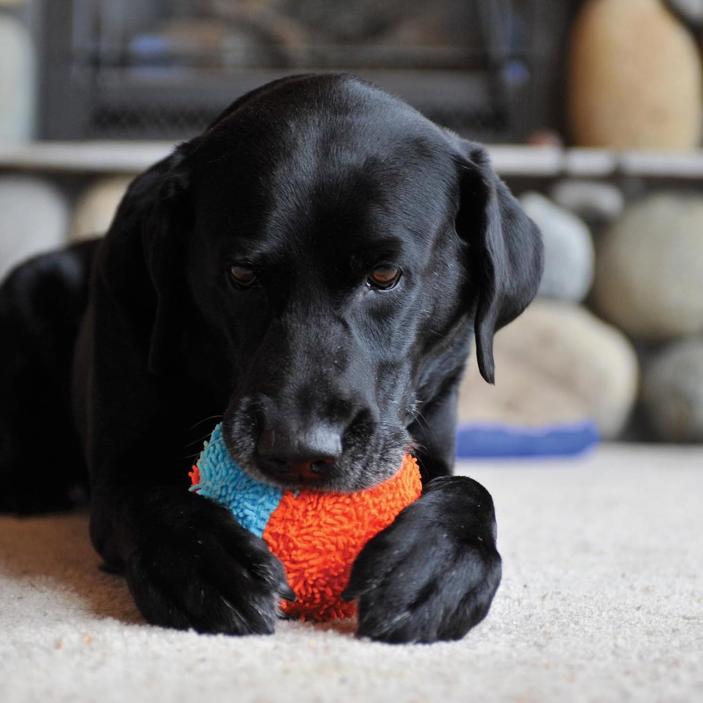 Indoor Fetch Shaker for Dogs - Interactive Dog Toys for Boredom, 7.75 Inch, Orange and Blue